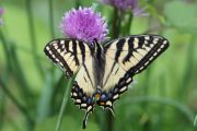 72. Swallowtail (Tricia)
