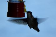 64. Hummingbird (Kathy)