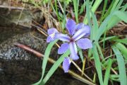 55. Iris (Bob Perin)