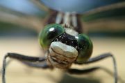 47. Dragonfly close-up (Anders Holder)