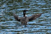 loon1_n.jpg