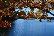 34. Sunshine in the leaves (Leila Riddell)