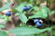 Blueberries (Sue Miller)