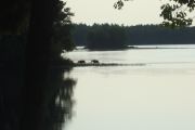 11. Moose leaving water, moving on to island (Susan Willemsen)