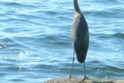 76. enjoying fall - Blue heron (Laurie Carson)