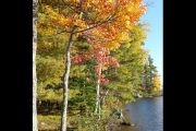 80. Fall colours (Nienke Smith)