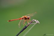 85. Dragonfly Connection 2 (Eric Taylor)