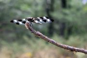 Dragonfly (Sue Miller)