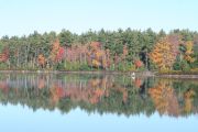 82. Trees at Thanksgiving (Jennifer Robertson)