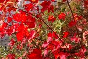 100. Autumn's Last Display (John Redden)