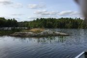 41. Nature on the river (Doreen Crone)