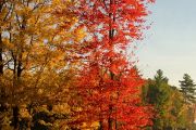 yellow_and_orange_morningN.jpg