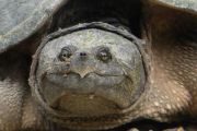 133. Snapping close (Laurie Carson)