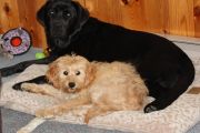 17. Dogs (L. Cole)