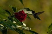 hummer1_n.jpg