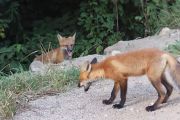 81. Fox siblings (Penny Wall)