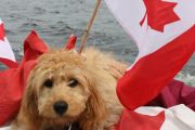 15. Canada Day Pup (L. Cole)
