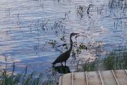 17. Crane on the Lakefront (Autumn Schram)