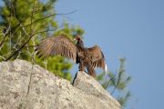 vulture_in_profileN.jpg