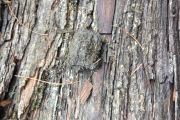 57. Baby Snapper (Michelle Lavoie)