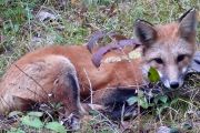 29. JUST RESTING (Don Bailey)