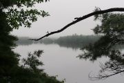 26.  'Foggy Spring Morning'