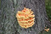 Fungus on Oak Tree - Trail's End (Rod Trimble)