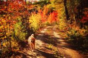 59. Fall Laneway (Laura Maclellan)