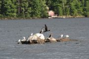 15. Three Cormorants amidst the gulls (Laurie Piskun)