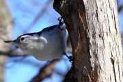 37. I AM A NUTHATCH (Don Bailey)