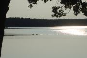 10. Swimming Moose (Susan Willemsen)
