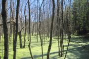 Swampy Beauty (Joan Hudgin)