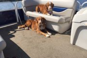 37. Boat Dogs (Michael Morrow)