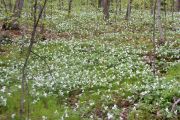 Trilliums_1_n.jpg