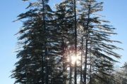 68. Ice Fishing Under Shimmering Pines (Joanne Volpe)