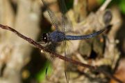 1st Prize - Dragonfly (Judy Coulter)
