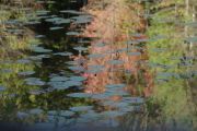 111. Lilypads in Swamp (Judith Coulter)