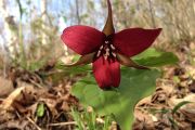9. Spring Trillium (Linda Dzelme)