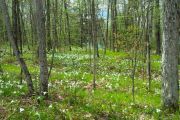 4. Field of Trilliums (Joel Arthurs)