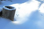 67. Footprints in the Snow (Joanne Volpe)