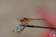 86. Dragonfly Connection 3 (Eric Taylor)