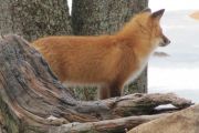 Fox (Bruce Cooke)
