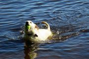 147. Swimming (Jason Field)